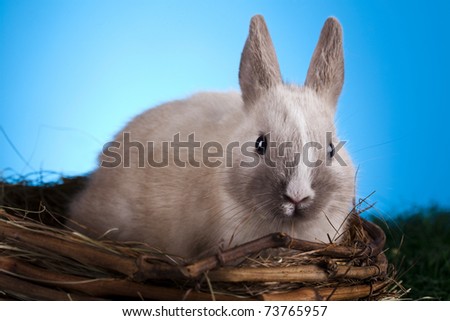 Bunny, Rabbit animal