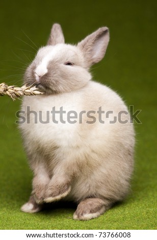 Baby bunny, Easter animal