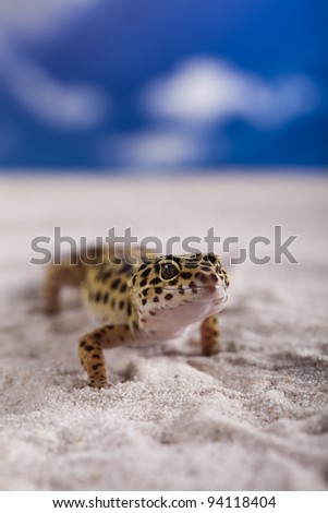 Young Leopard gecko a blue sky background