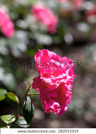 pink rose plant with rose plant background