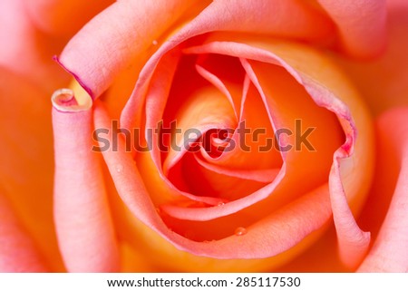 Victor Borge rose, variety of rose flower