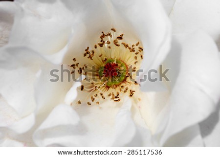 beautiful variety of Mongioia rose flower