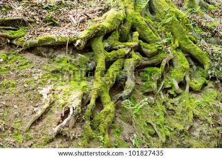 Big tree root in a forest covered with green moss