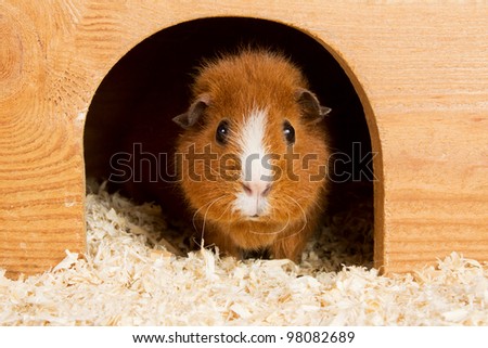 Portrait of a brown guinea pig looking out of a wooden house