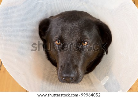Portrait of a sad black dog with a plastic funnel