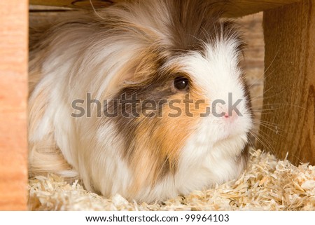 Portrait of a grey white guinea pig in a stable