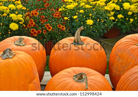 fall mums with orange pumpkins