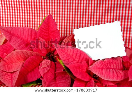 white card in Christmas poinsettia blossoms on gingham background