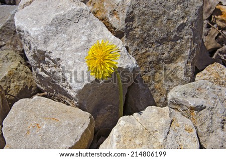 single dandelion growing in rocks