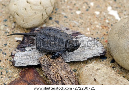 close up of a baby snapping turtle on a piece of weathered wood with rocks