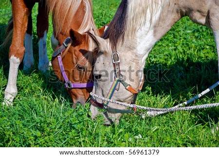 pair of horses feeding on alfalfa