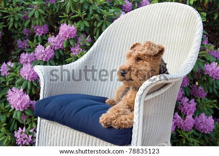 welsh terrier in wicker chair in summer garden