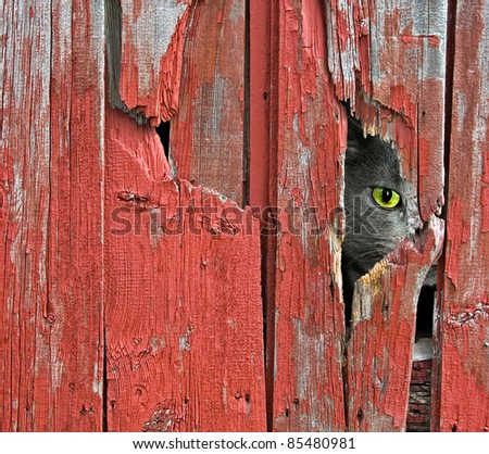 tom cat peeking through old barn siding