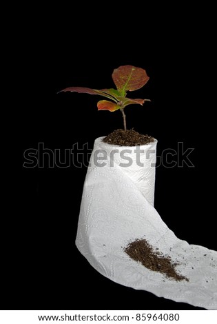 tree seedling growing in a toilet paper roll