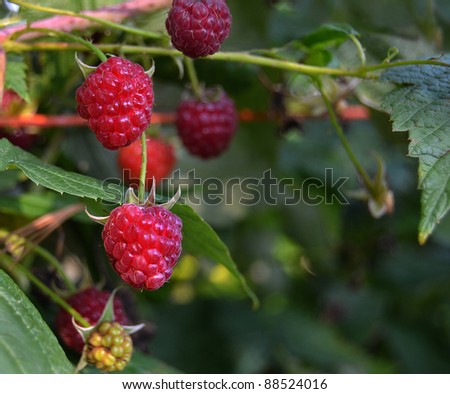 ripe raspberries hanging in bush