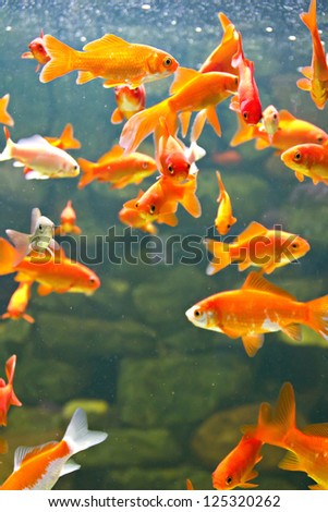 Red and gold fishes in aquarium