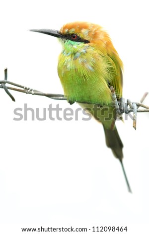Bee eater bird (little green bee-eater) on white background