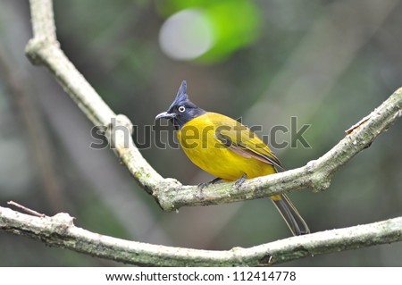 Yellow bird (Black-crested Bulbul), bird of Thailand