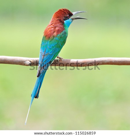 Green bird (Blue throated Bee eater) bird of Thailand