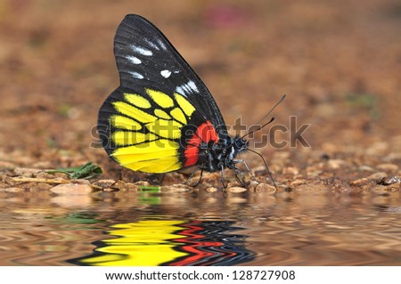 Beautiful butterfly (Red-base Jezebel, Delias pasithoe)
