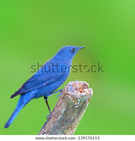 Blue Bird (Blue Rock Thrush), Bird of Thailand