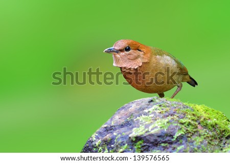 Rusty-naped Pitta is Thailand best shot of rare bird, Pitta oatesi, bird on green background
