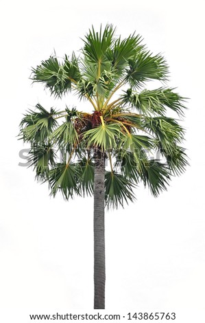 Palm Tree Stock Photo 143865763 : Shutterstock