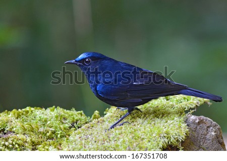Male of White-tailed Robin (Cinclidium leucurum) dark blue bird standing on mossy rock