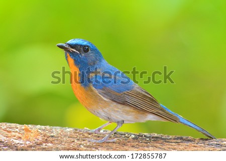 beautiful blue bird, Chinese Blue Flycatcher bird (Cyornis glaucicomans) sitting on the log