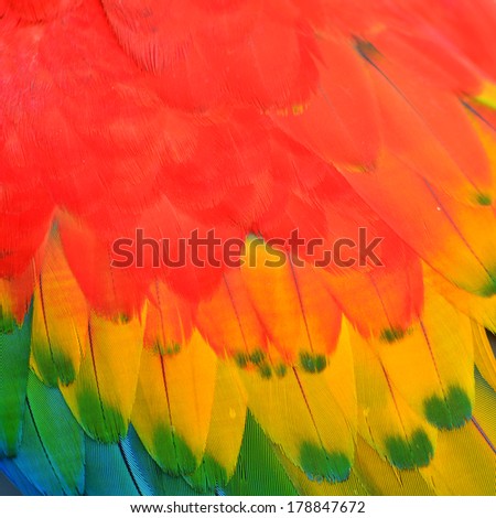 Multicolored feathers, Scarlet Macaw feathers background texture