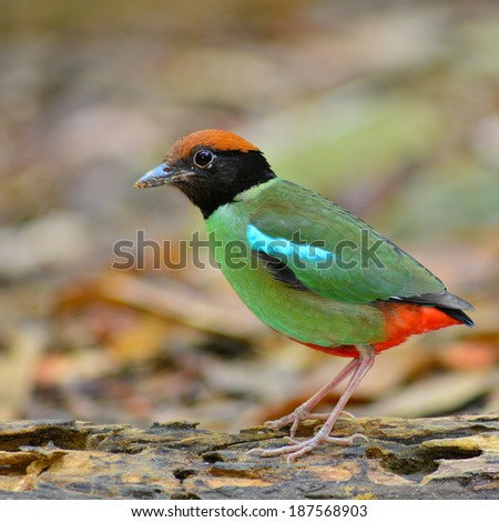 Beautiful colorful bird (Hooded pitta, Pitta sordida) standing on the log, breast profile