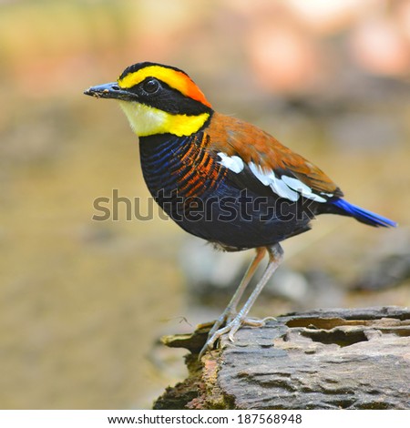 Beautiful colorful bird (Banded pitta, Pitta guajana) standing on the log, breast profile