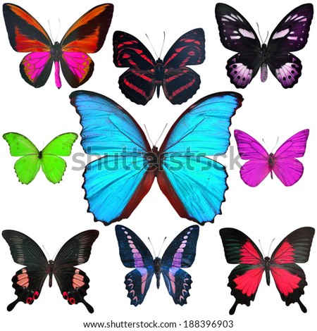 Exotic butterflies collection isolated on white background