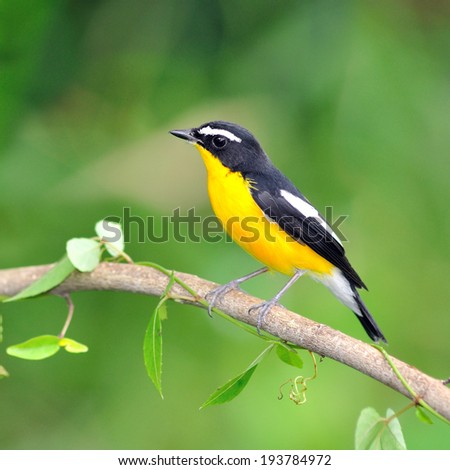 Beautiful yellow bird. A male Yellow-rumped Flycatcher perching on a branch.(Ficedula zanthopygia)