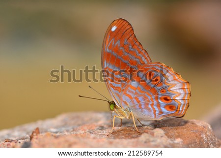 Beautiful red butterfly on stone (Terinos terpander : Royal Assyrian), butterfly of Thailand