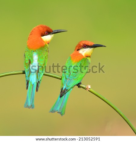 Couple of Bee eater Bird ( chestnut-headed bee-eaters,merops leschenault) perching on a branch