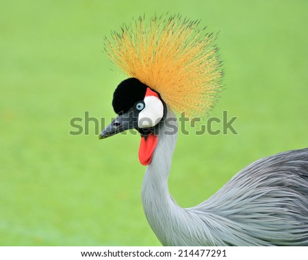 Beautiful Grey Crowned Crane bird with blue eye and red wattle