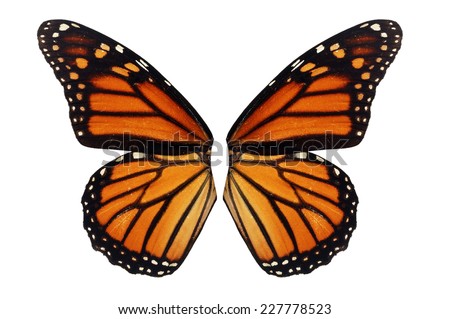 Beautiful monarch butterfly wing isolated on white background.