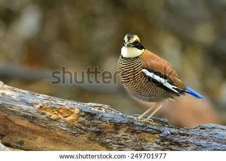 A beautiful bird, female of Banded Pitta,Malayan Banded Pitta (Pitta guajana) bird of Thailand