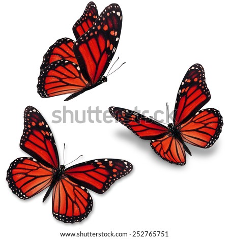 Three monarch butterfly, isolated on white background