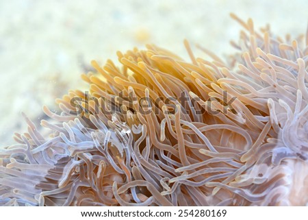 Bubble Sea Anemone Closeup. Marine Life. Coral Reef  Background