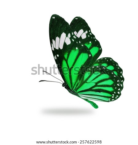 Beautiful green monarch butterfly flying isolated on white background.