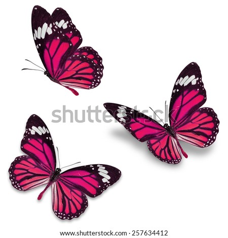 Three pink monarch butterfly, isolated on white background