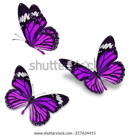 Three Purple Monarch Butterfly, Isolated On White Background Stock ...