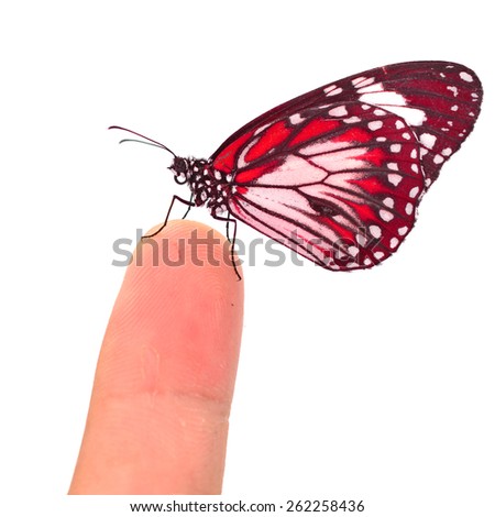 Closeup a beautiful red monarch butterfly on finger isolated on white background