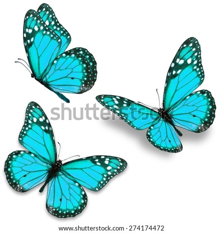 Three blue monarch butterfly isolated on white background
