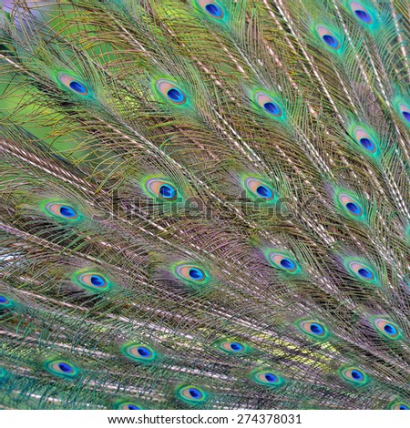 Beautiful Green Peacock feathers, for texture or background