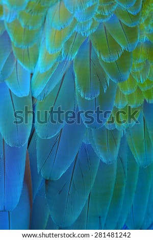 Blue feathers, Harlequin Macaw feathers background texture
