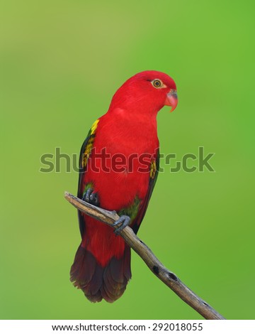 Green parrot isolated Stock Images - Search Stock Images on Everypixel