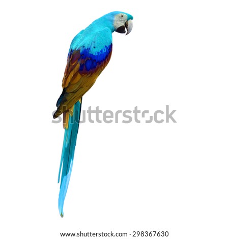 Beautiful colorful macaw isolated on white background